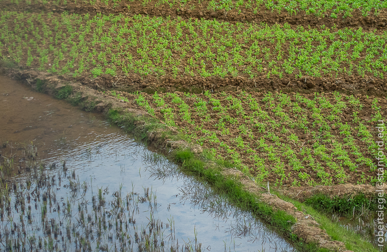 paddies and fields